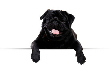 Pug black peeking from behind empty board. isolated on white background