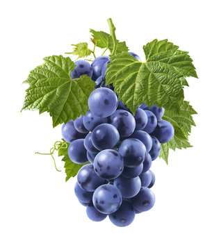 Bunch of fresh blue grapes isolated on white background