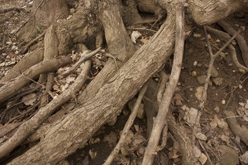 log pile