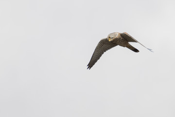 Hovering Kestrel about to swoop