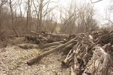 log pile on overcast day