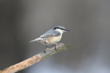 Eurasian nuthatch sits on a diagonale branch on nice blurred background