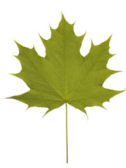 maple leaf on white background