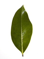 magnolia leaf on white background