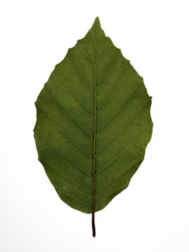 beech leaf on white background