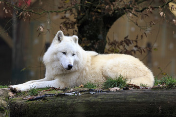 White wolf in the forest