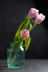 pink tulips in a vase on a black background