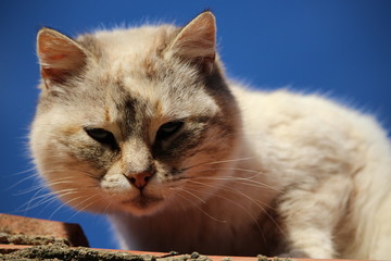 chat concentré