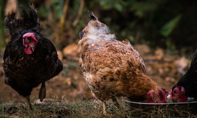 hen eating