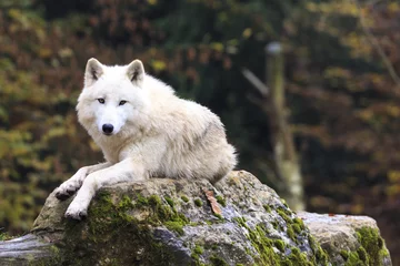 Fensteraufkleber Weißer Wolf im Wald © jefwod