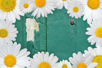 Lovely daisies (marguerite) frame the text field (copy-space)