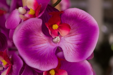 Obraz premium From the tropics are some beautiful, gorgeous, stunning pink and purple flowers in full bloom.