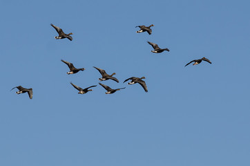 Fototapeta premium Flock of Greater White-Fronted Geese Flying in a Blue Sky