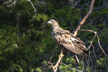 white-tailed eagle in the tree