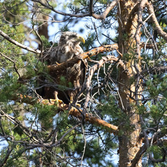white-tailed eagle in the tree