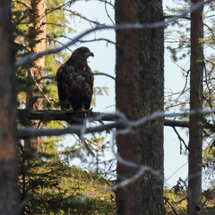 white-tailed eagle in the tree