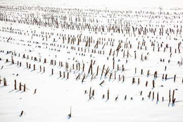 agriculture field in winter