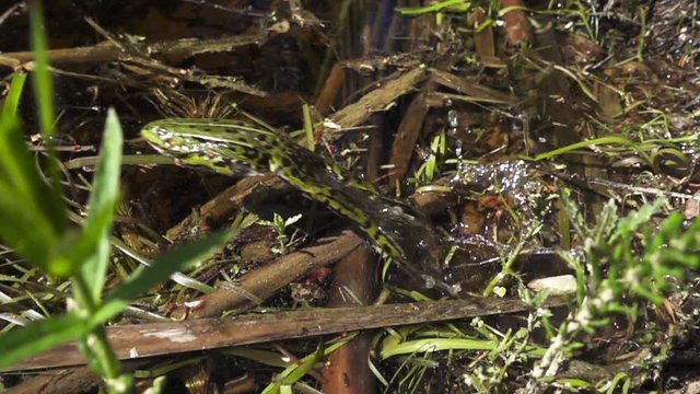 The green frog jumps into the pond, slow motion