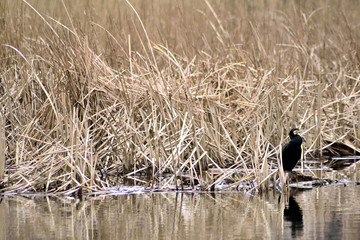 三浦海岸 小松ヶ池 カワウ