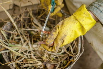 The Woman In Yellow Gloves Cuts The Feathers (Tails) With Scissors Near Fresh Onion Bulbs (Allium Cepa)