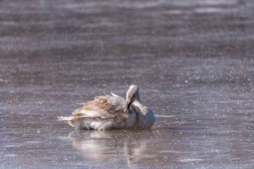 pojedynczy ptak siedzi na lodzie, łabędź, zimowy portet
