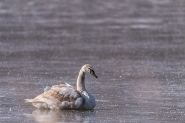 pojedynczy ptak siedzi na lodzie, łabędź, zimowy portet © Ewa Cierniak