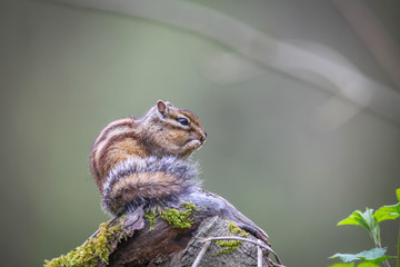 Cute tamia siting on a rock 