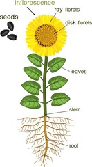 Naklejka premium Parts of sunflower plant. Morphology of flowering plant with root system, flower, seeds and titles