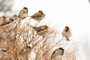 Sparrows sitting on the branches of the shrub. Winter day in the city Park.