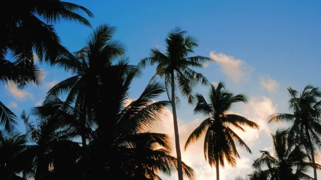 2 in 1 video. Tropical sunset sky with palm trees