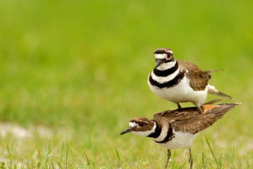 Double The Killdeer