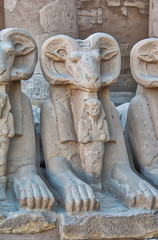 Ram Guidian at El-Karnak Luxor Egypt