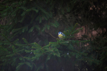 Eurasian blue tit perched on branch of fir tree.