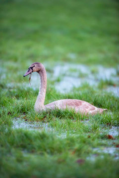 Young mute swan in marshy meadow with puddles.
