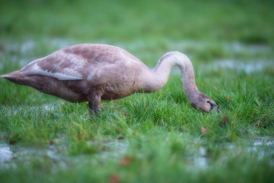 Young mute swan foraging in marshy field with puddles.