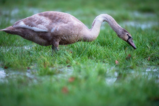 Young mute swan in marshy meadow with puddles.