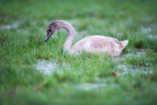 Young mute swan in marshy meadow with puddles.