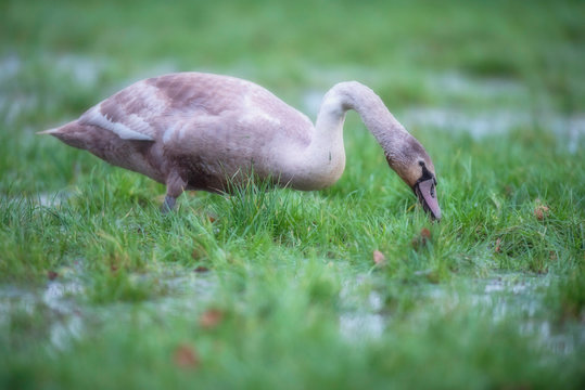 Young mute swan foraging in marshy field with puddles.