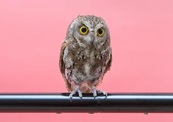 Photo sur Plexiglas Hibou little owl isolate on pink background