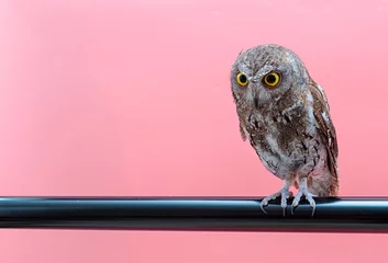 Papier Peint photo Hibou little scops owl isolate on pink background with copy space