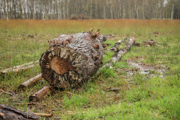 Beautiful moor landscape in the lueneburger heide