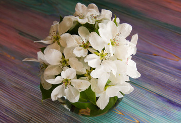 White apple blossoms in a bowl on a blue and pink background
