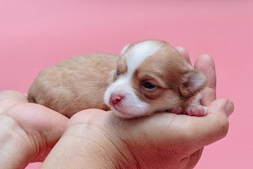 Newborn puppy Chihuahua sleeps on man's hand