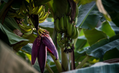 green banana plantain with violet flower © BIJU V GOPAL