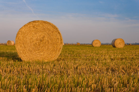 close-up of a hay cylindrical bale in a farmland / cylindrical bales of hay called round bales packed in colored nets