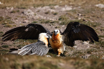 The bearded vulture (Gypaetus barbatus), also known as the lammergeier or ossifrage on the feeder. Adult pair of scavengers on rock