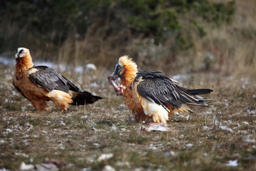 The bearded vulture (Gypaetus barbatus), also known as the lammergeier or ossifrage on the feeder swallows huge bone. Typical feeding behavior of the lammergeier.