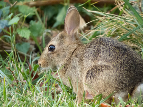 a curious small rabbit