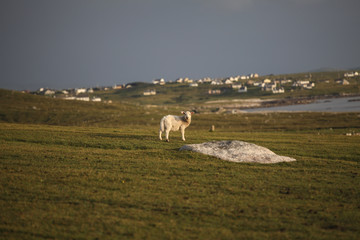 Lamb on the grass field in the Ireland