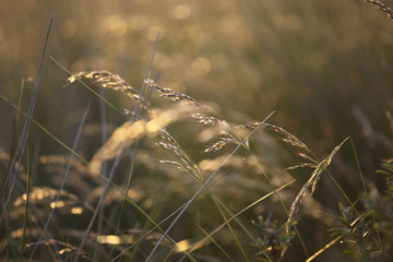 Meadow grass in the evening light